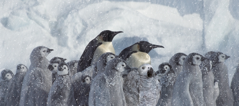 018 GPS penguins -after