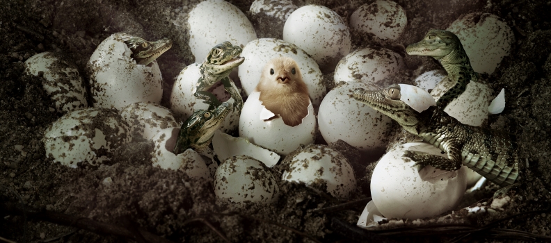 019 GPS lizard chick -after