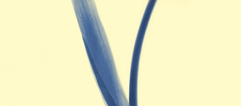 027 X-ray Probono_Tulip_170413_D1