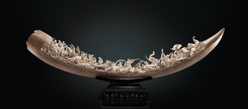 035 WWF_ivory