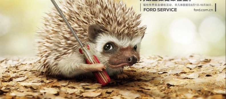 FORD autumn
