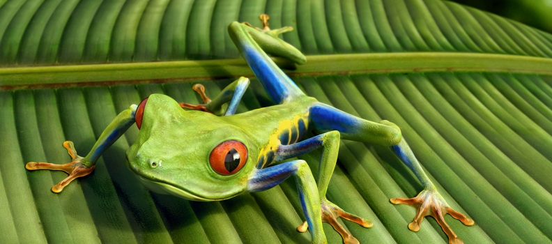 048-Frog