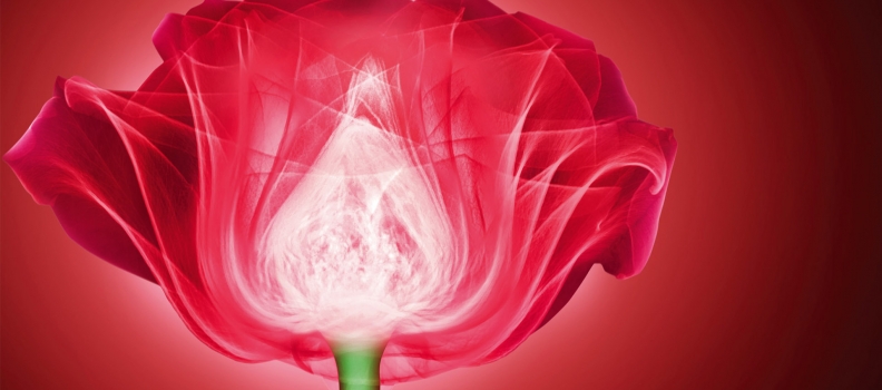 061 PONDS_XRayRose_KV(flower)_0309
